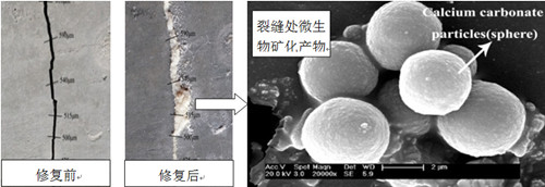 利用微生物的復(fù)蘇和礦化機(jī)制實(shí)現(xiàn)混凝土對裂縫的自感知和自修復(fù)