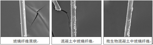 利用微生物防止混凝土中玻璃纖維腐蝕